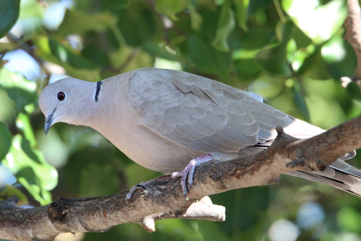 Eurasian Collared-Dove - George Dokes