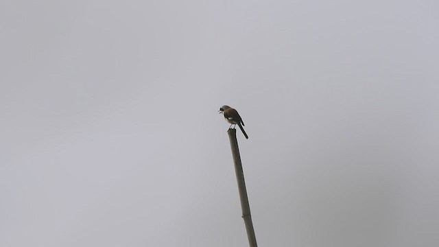 Bay-backed Shrike - ML495823081