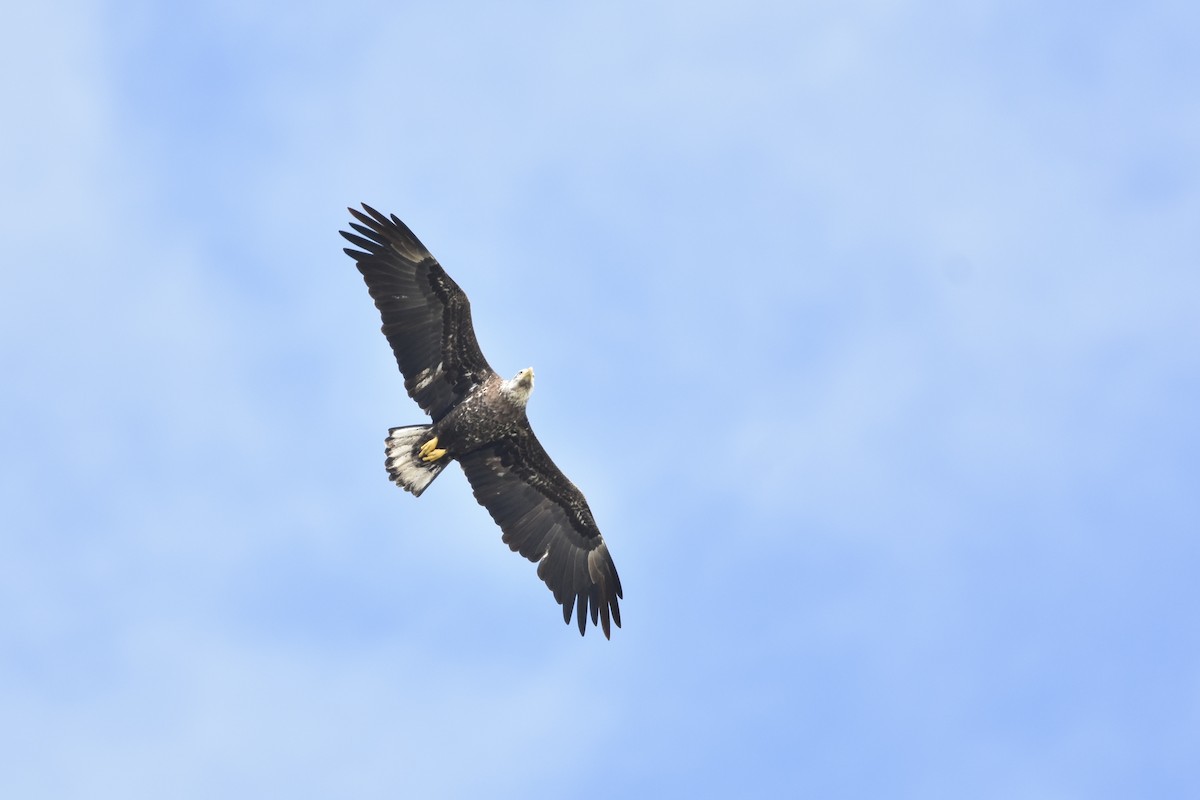 Bald Eagle - ML495823251