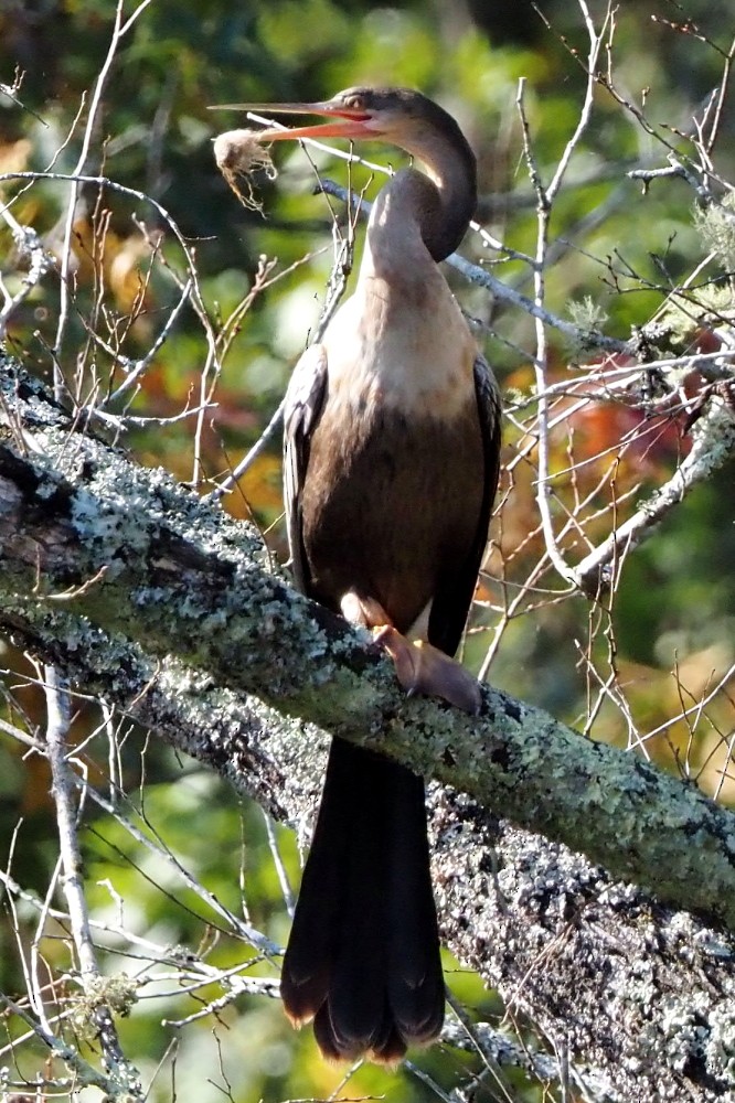 Anhinga Americana - ML495823351