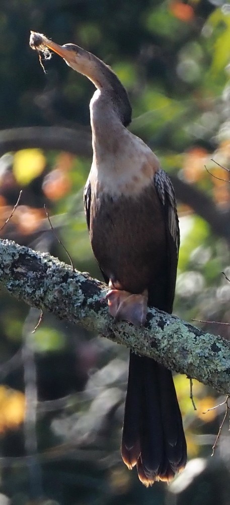 Anhinga Americana - ML495823361