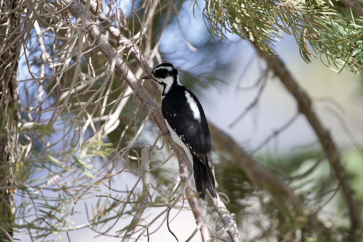 Hairy Woodpecker - Robert Lawshe