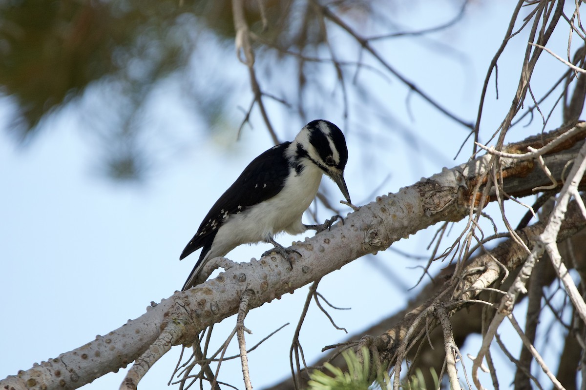 Hairy Woodpecker - Robert Lawshe