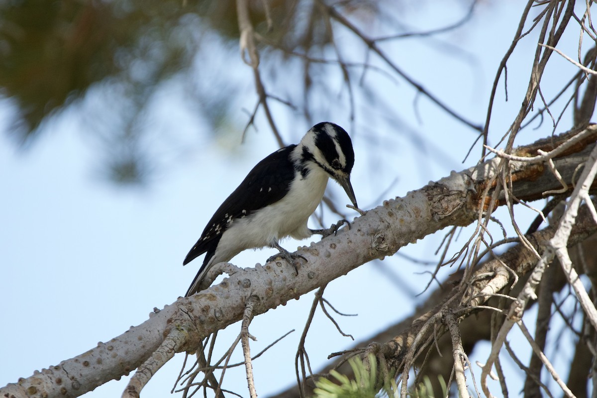 Hairy Woodpecker - ML495824651