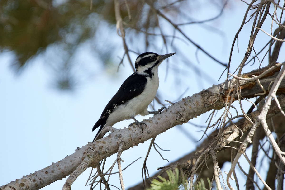 Hairy Woodpecker - ML495824811