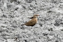 Australian Pratincole - ML495824851