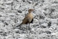 Australian Pratincole - ML495824881