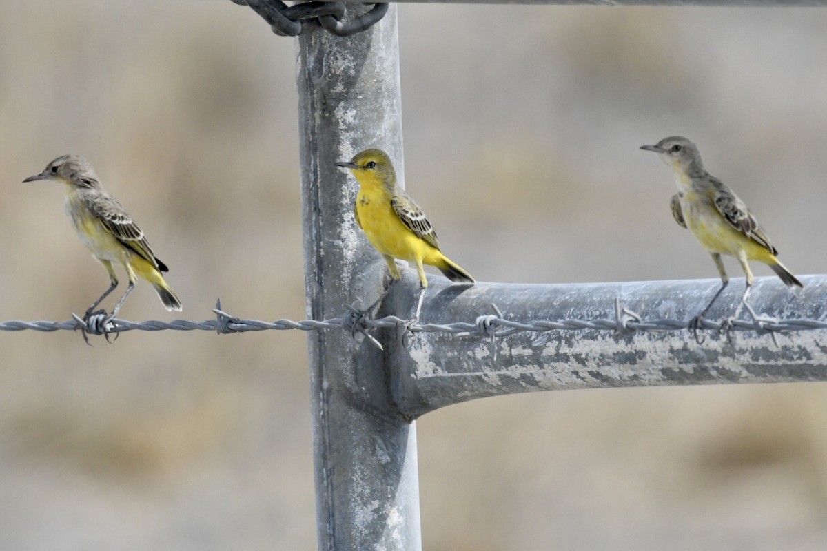 Yellow Chat - ML495825111