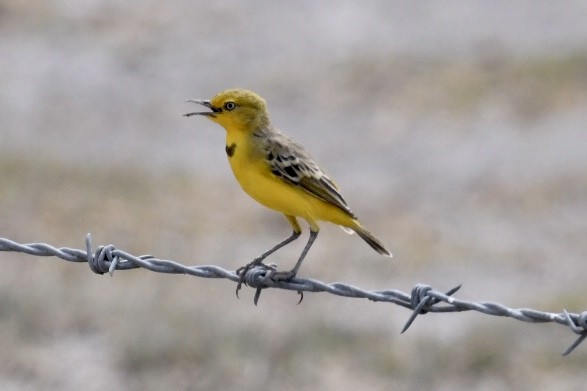 Yellow Chat - ML495825131