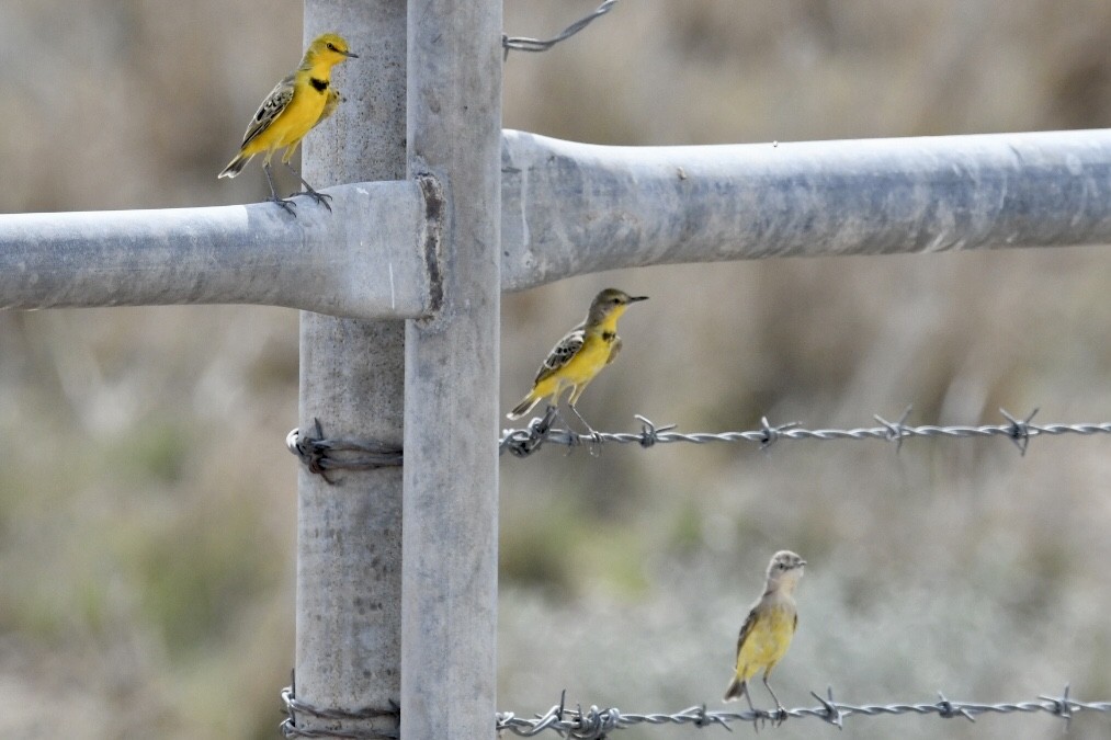 Yellow Chat - ML495825181