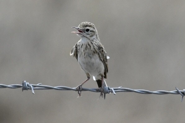 Australian Pipit - ML495825441