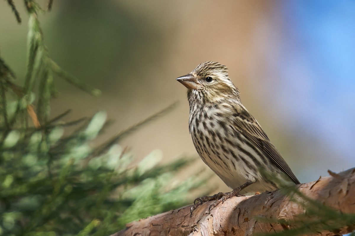 Cassin's Finch - ML495825541