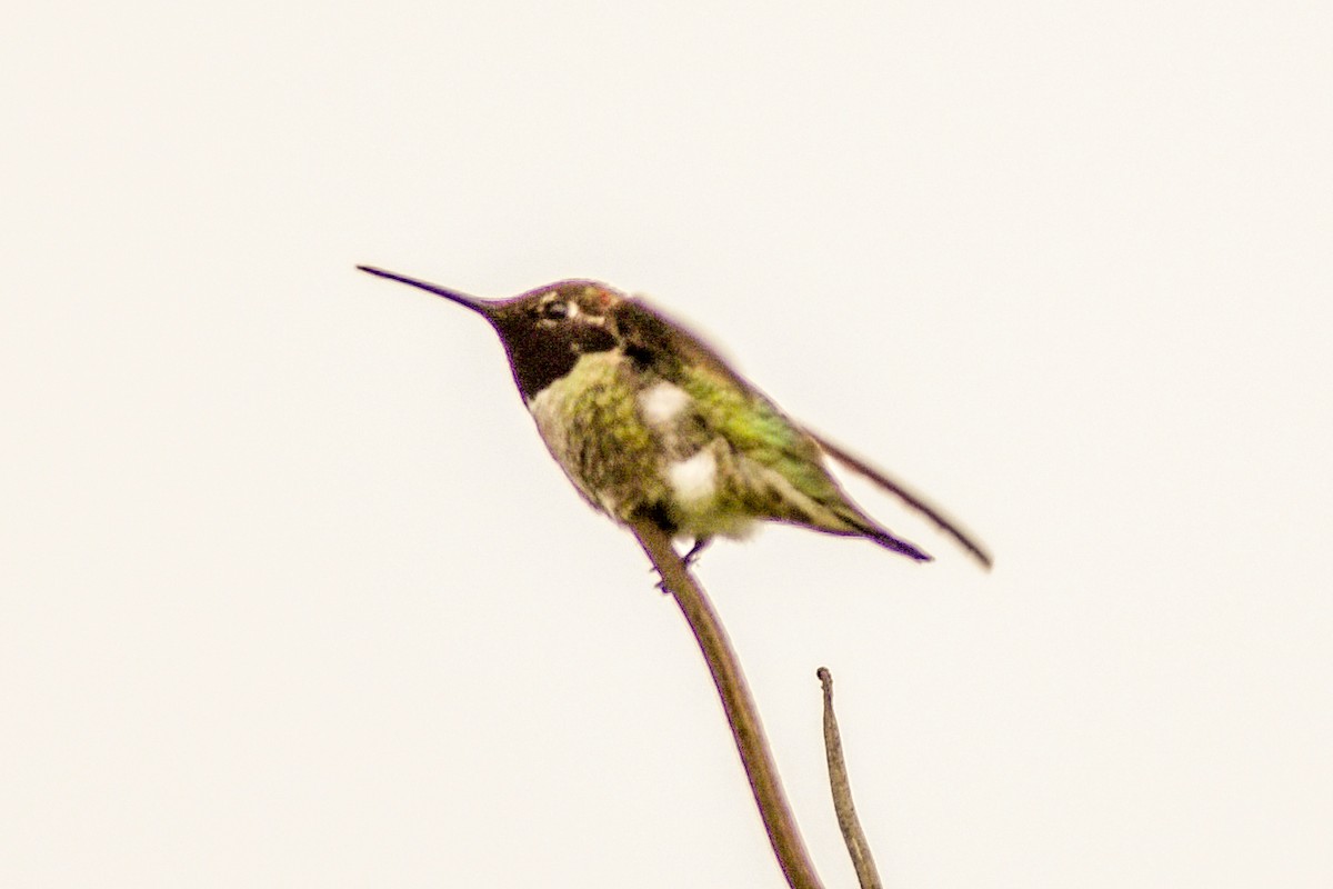 Anna's Hummingbird - ML495825601