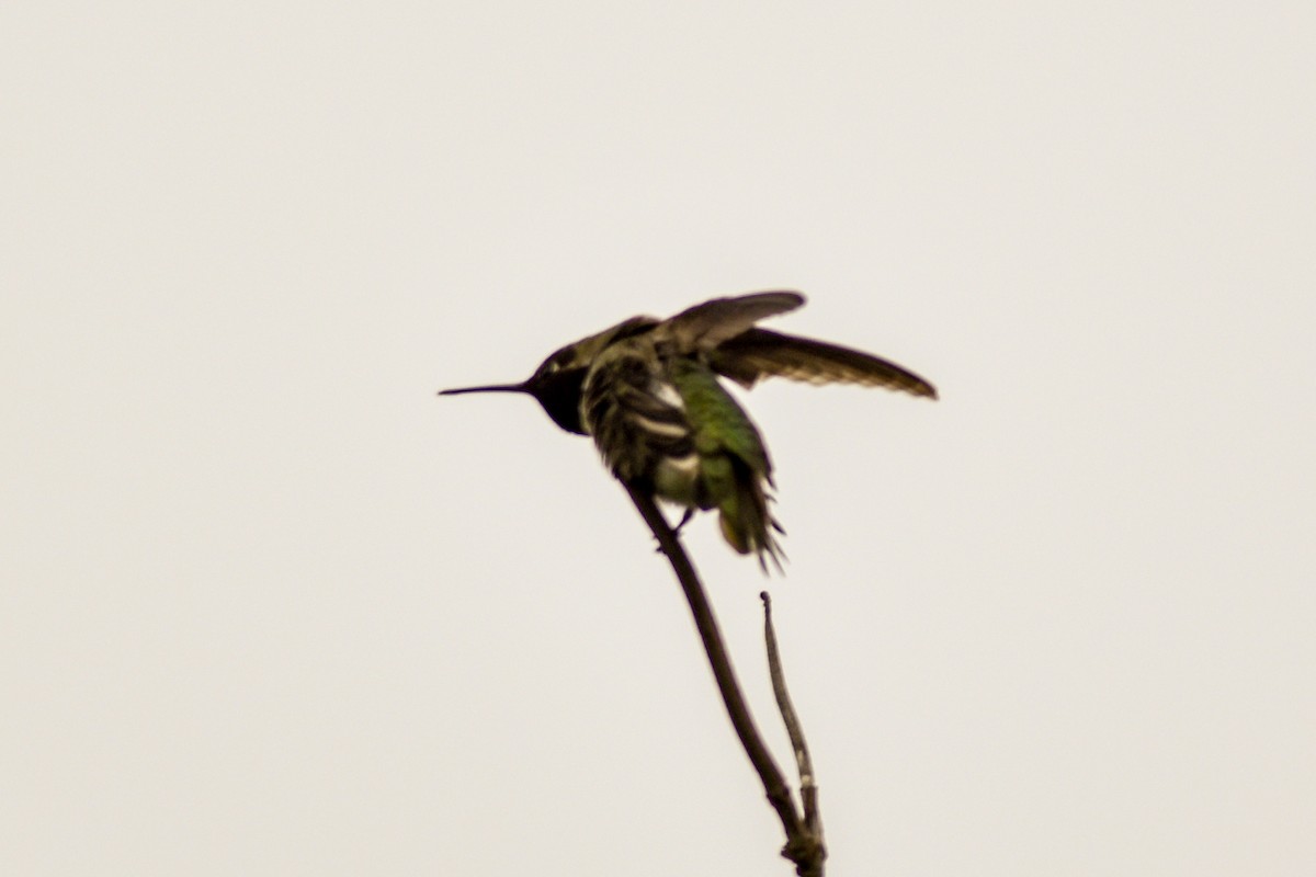 Anna's Hummingbird - ML495825771