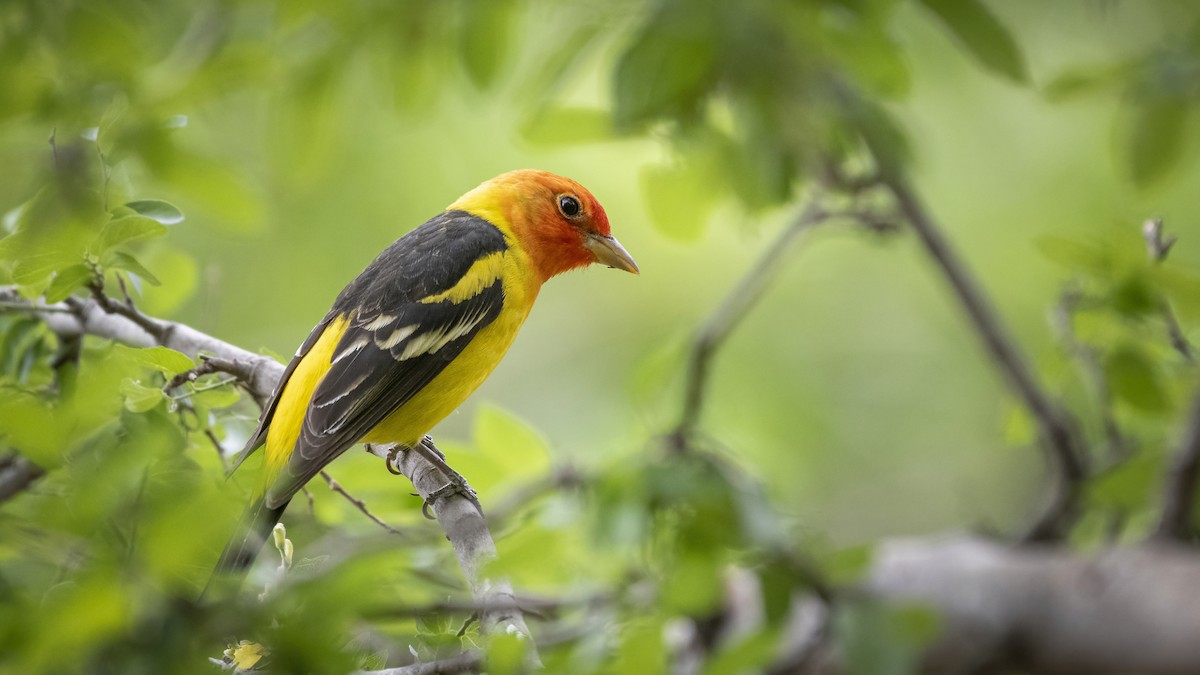 Western Tanager - Bryan Calk