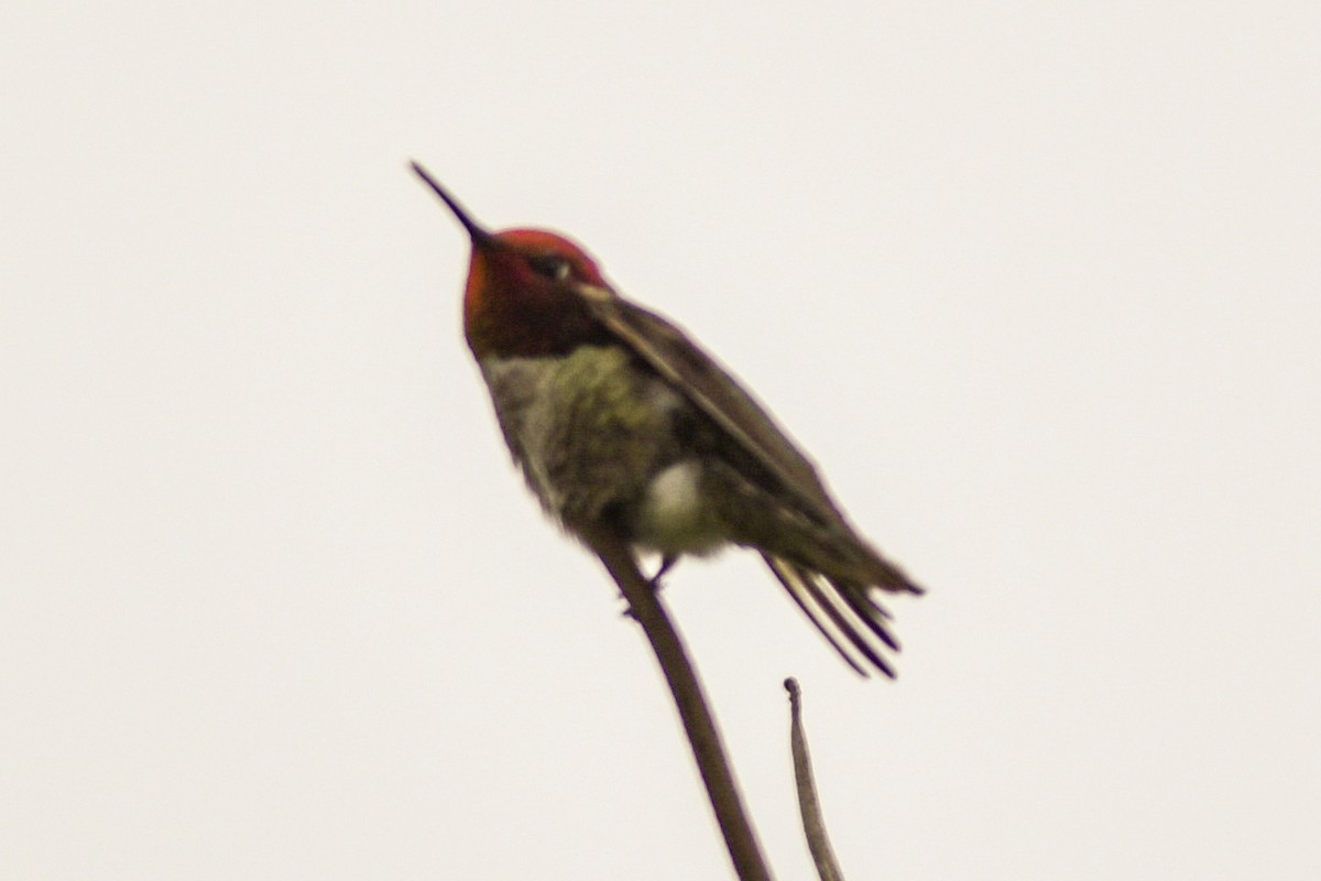 Anna's Hummingbird - ML495825951