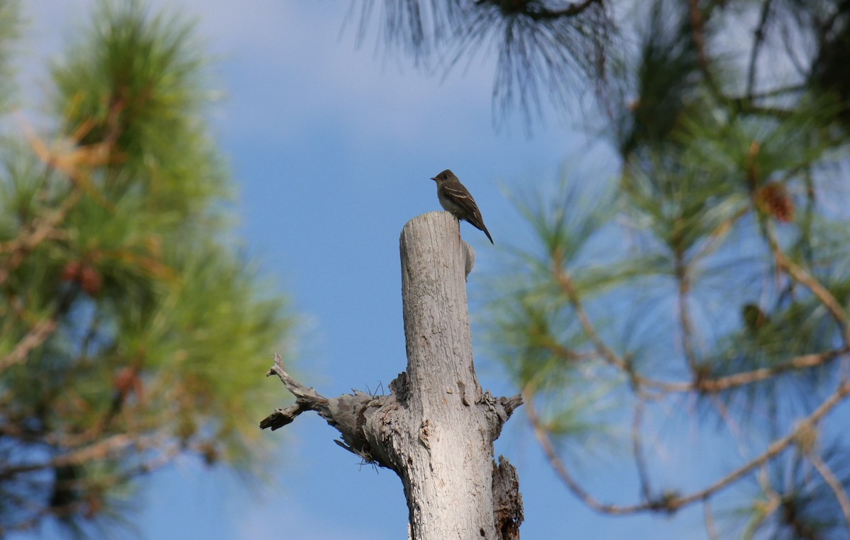 Eastern Wood-Pewee - ML495826711