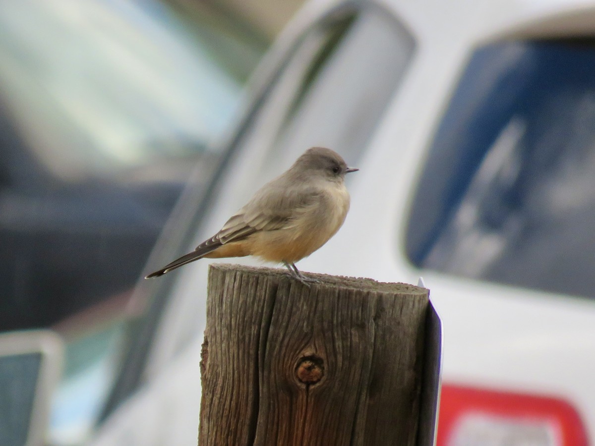Say's Phoebe - ML495826791