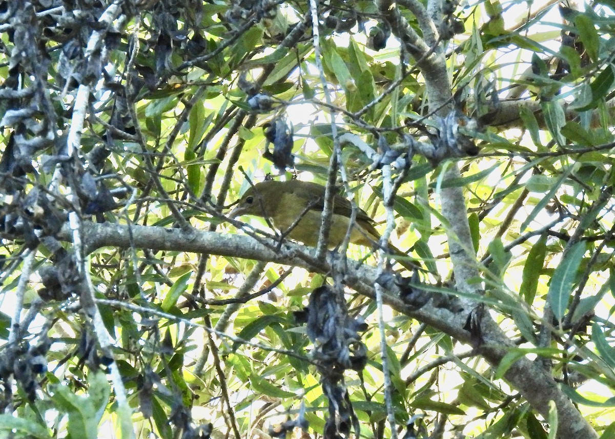 Summer Tanager - ML495826991