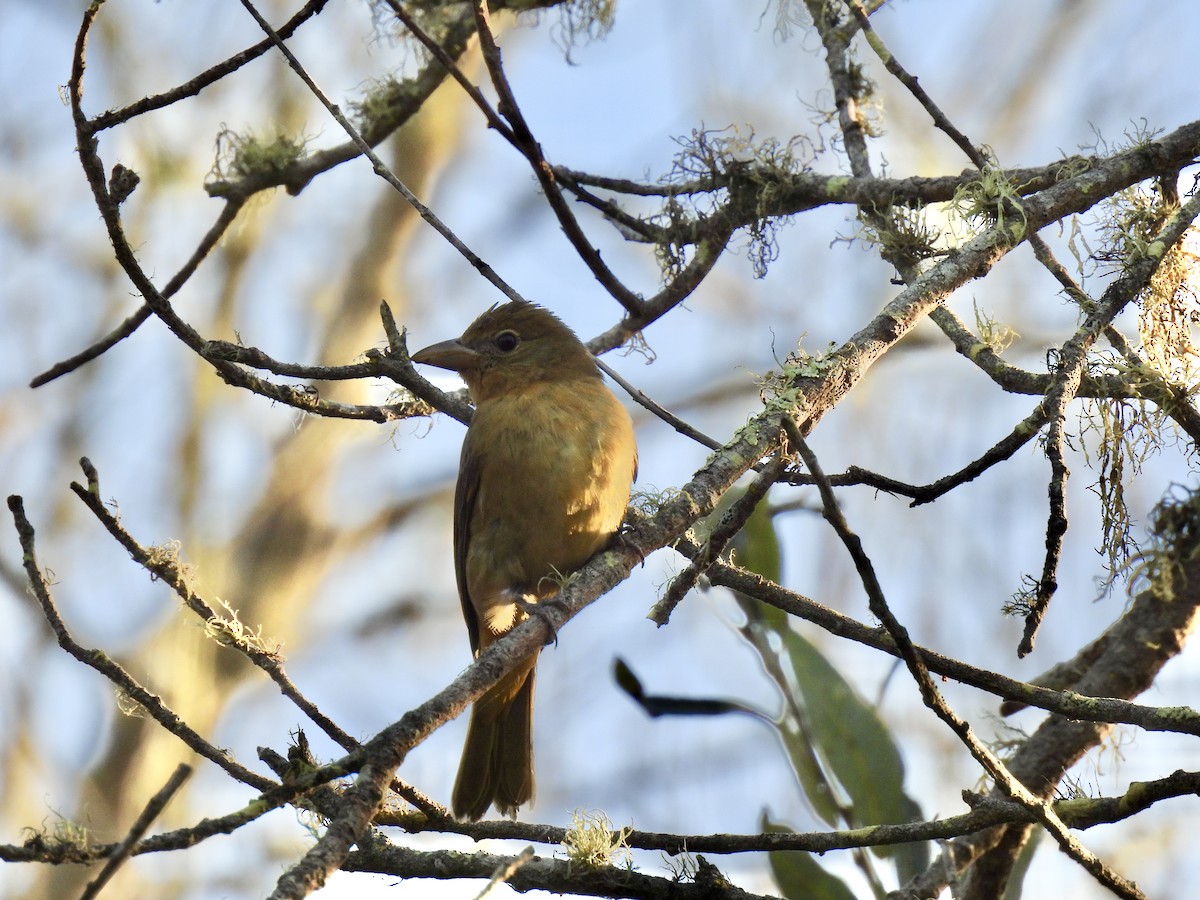 Summer Tanager - ML495827001