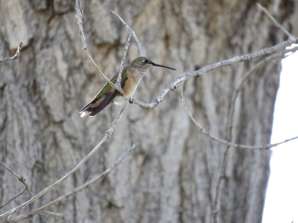 Broad-tailed Hummingbird - Jacob Warren