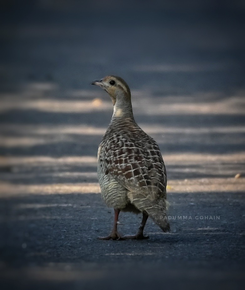 Gray Francolin - ML495828621