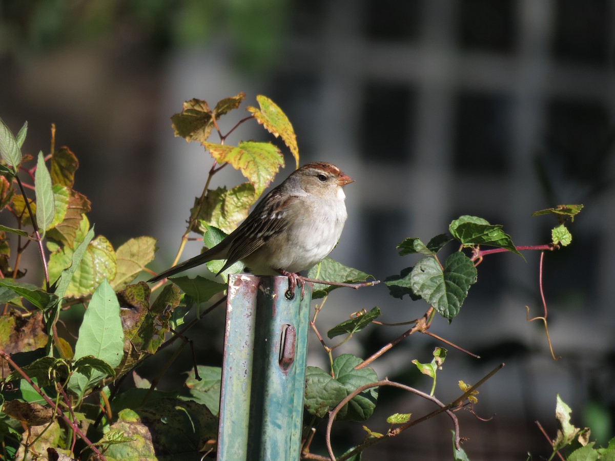 White-crowned Sparrow - Maya Shikhman