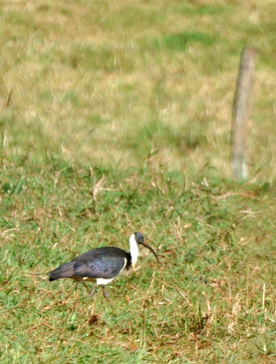 Straw-necked Ibis - ML495829841