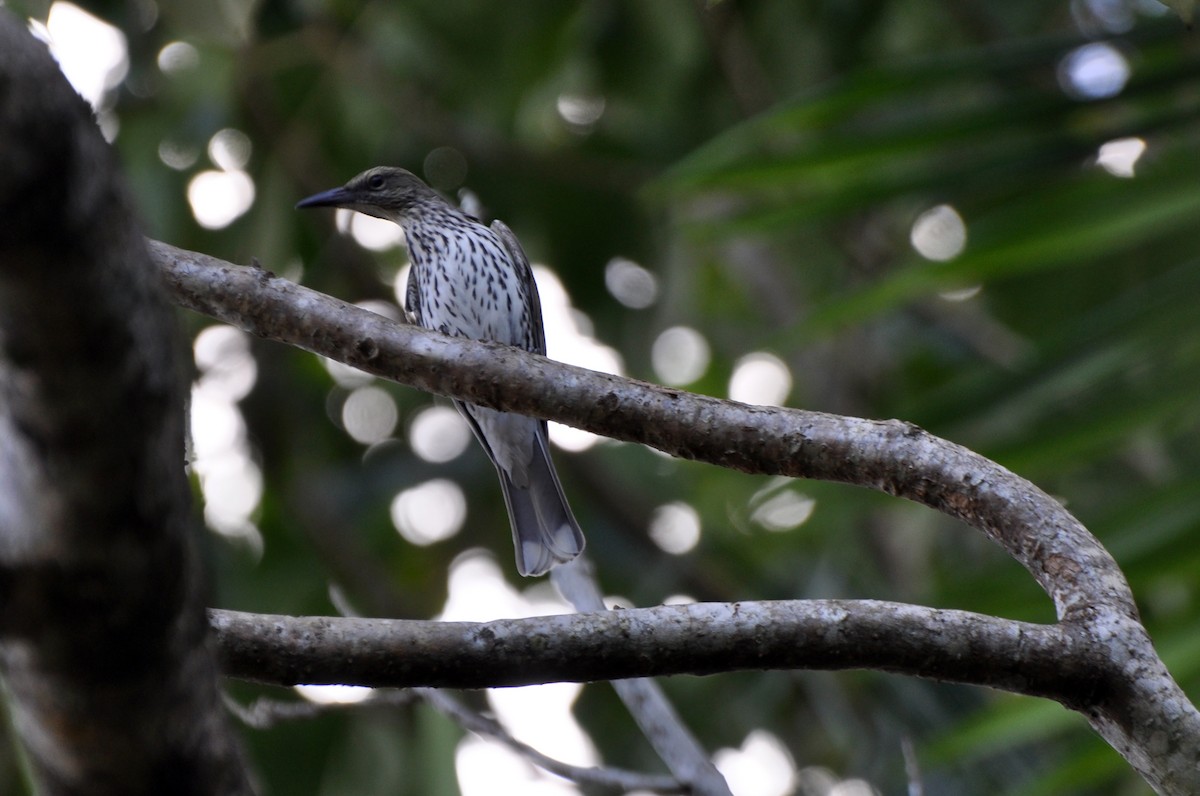 Olive-backed Oriole - ML495829931