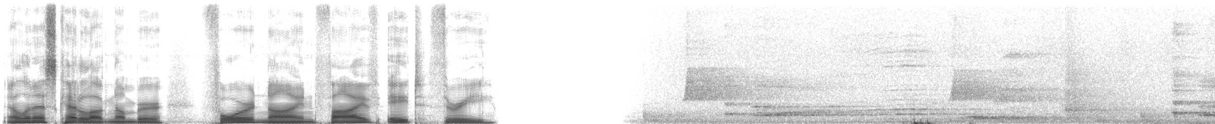 Ring-tailed Lemur - ML49583