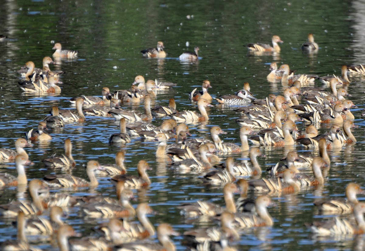 Pink-eared Duck - Michael Chirlin