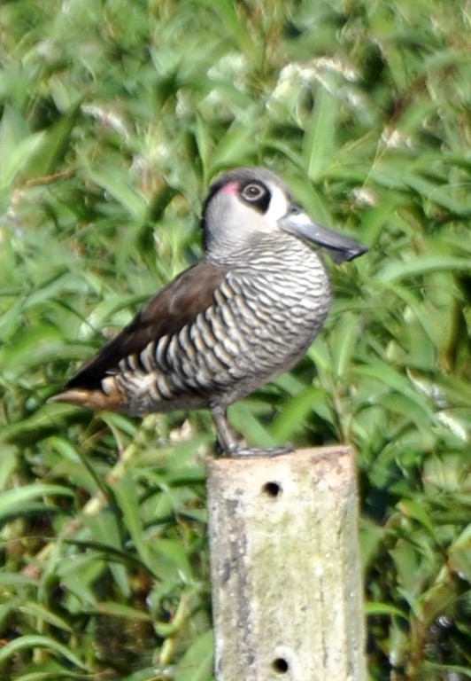 Pink-eared Duck - ML495830261