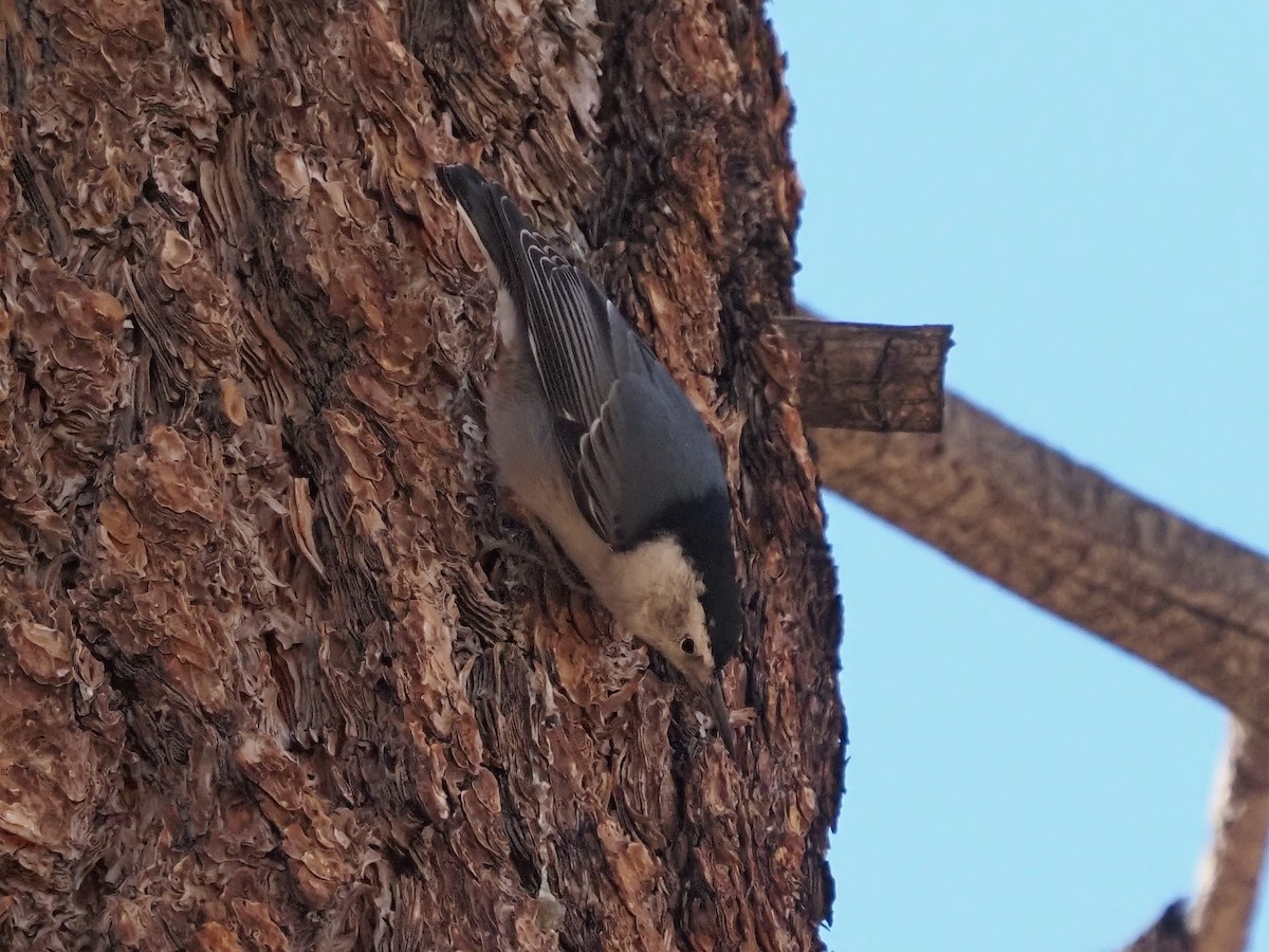 White-breasted Nuthatch - ML495830651