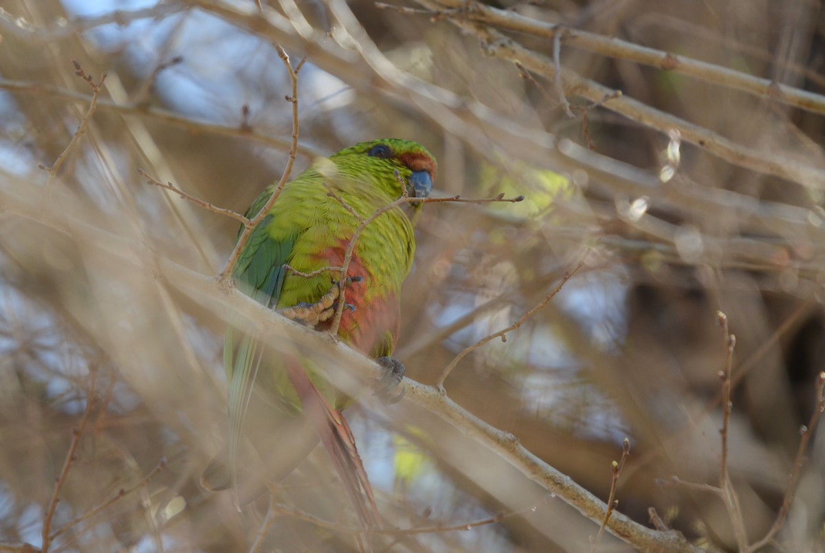 Austral Parakeet - ML495831921