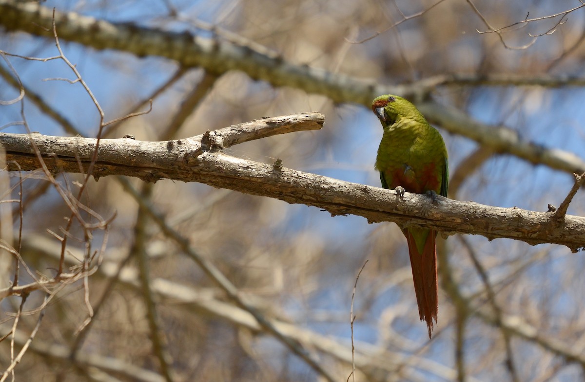 Austral Parakeet - ML495832411