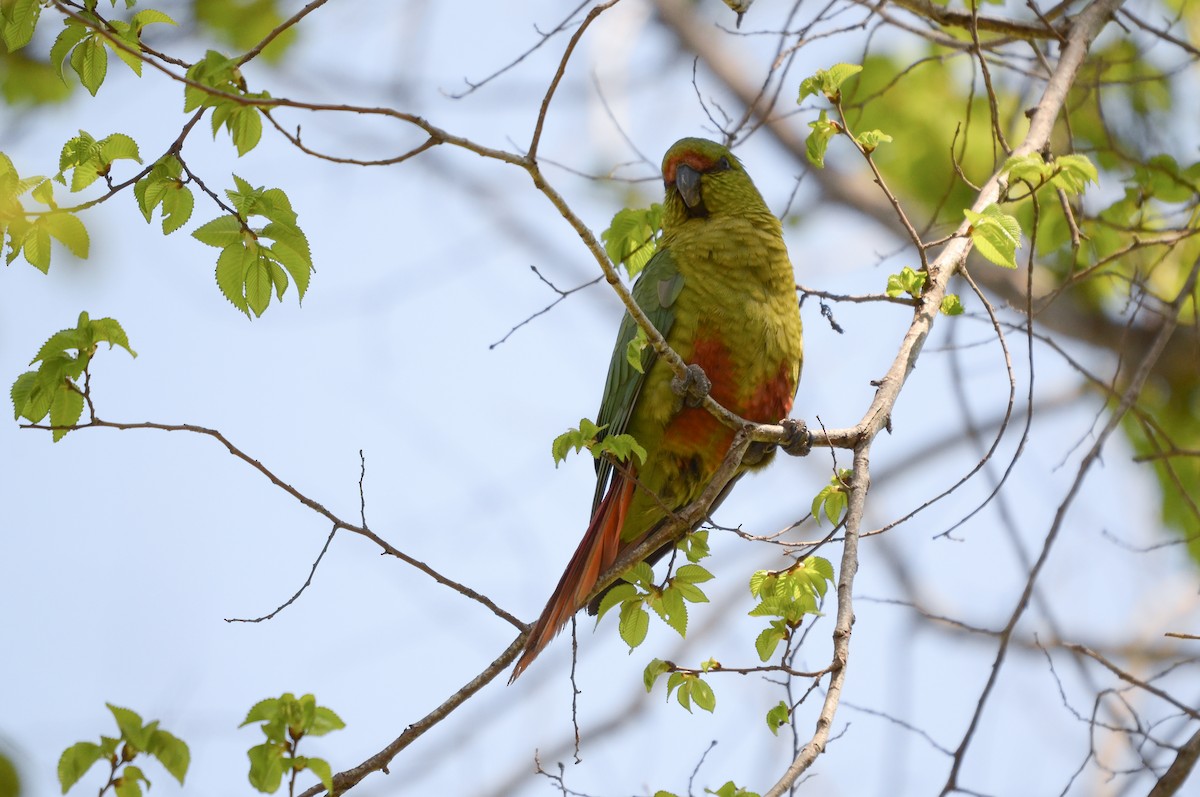 Austral Parakeet - ML495832421