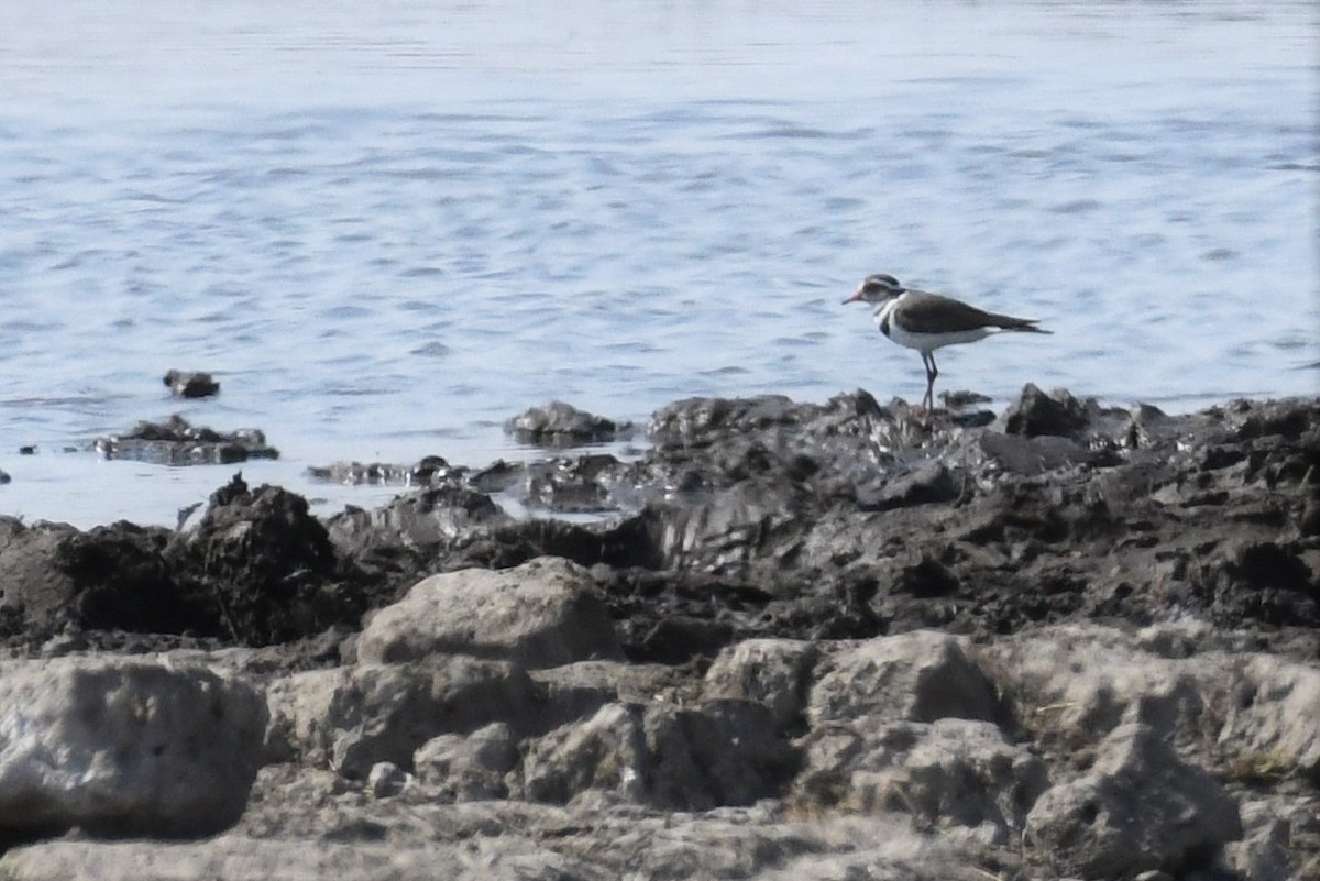 Three-banded Plover - ML495832841