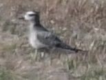 American Golden-Plover - ML495833251