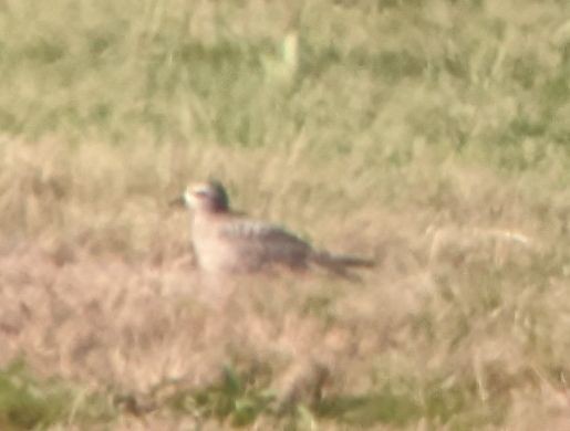 American Golden-Plover - ML495833261