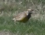 Eastern Meadowlark - ML495833451