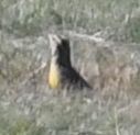 Eastern Meadowlark - ML495833461