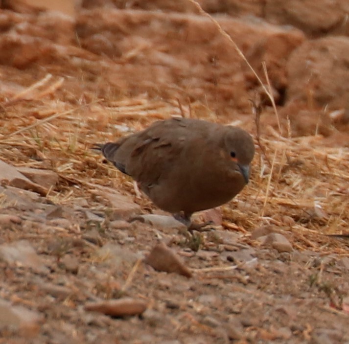 Black-winged Ground Dove - Tom Lewis