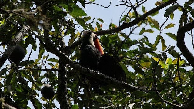 Toucan toco - ML495835341