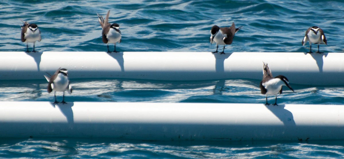 Bridled Tern - ML495835381