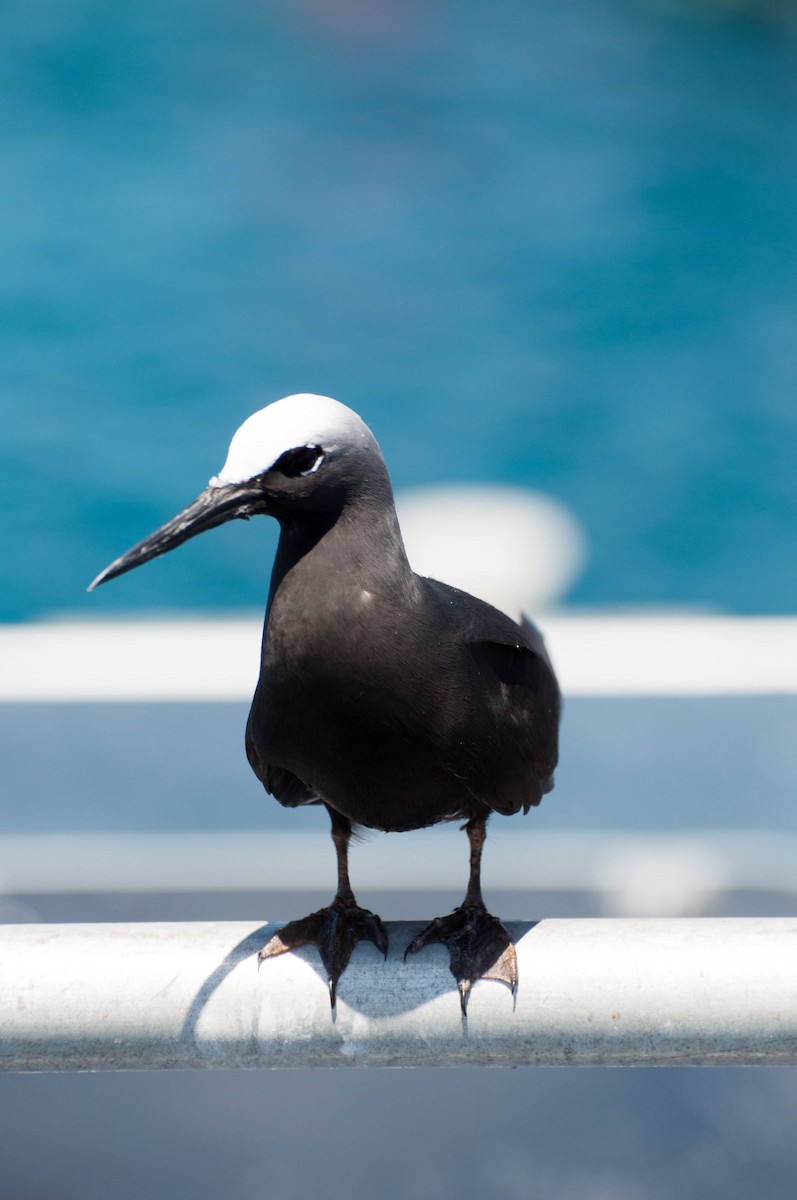 Black Noddy - ML495835391