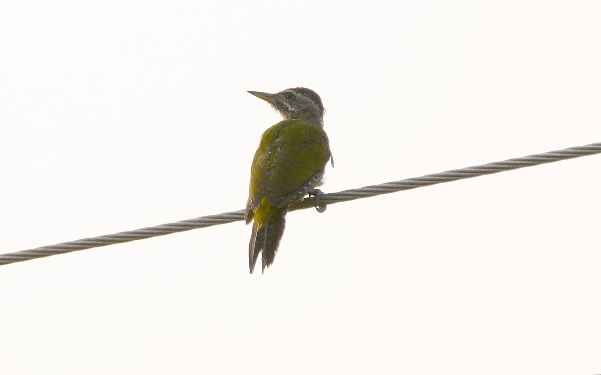 Streak-throated Woodpecker - ML495835431