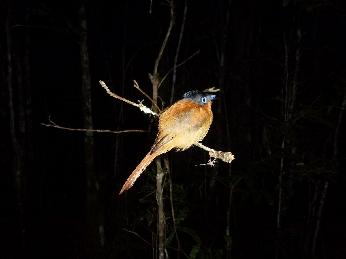 Malagasy Paradise-Flycatcher - J Joseph