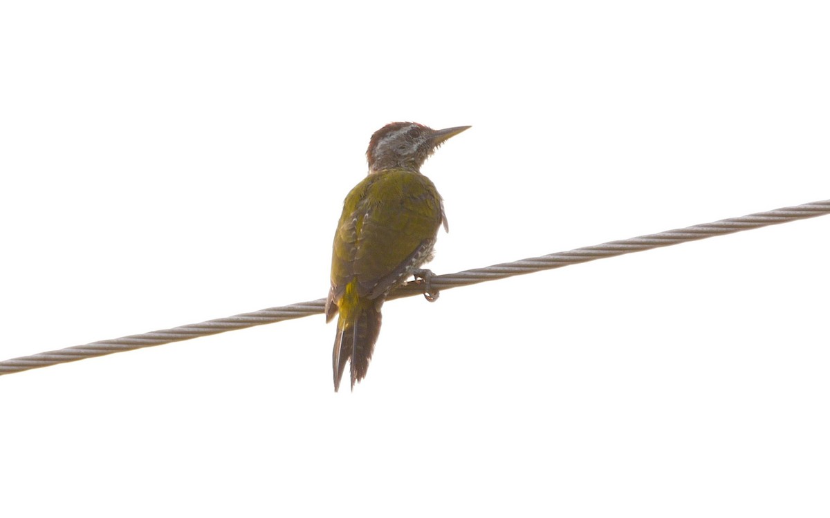 Streak-throated Woodpecker - ML495837051