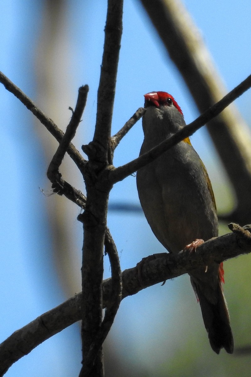 Red-browed Firetail - ML495837261