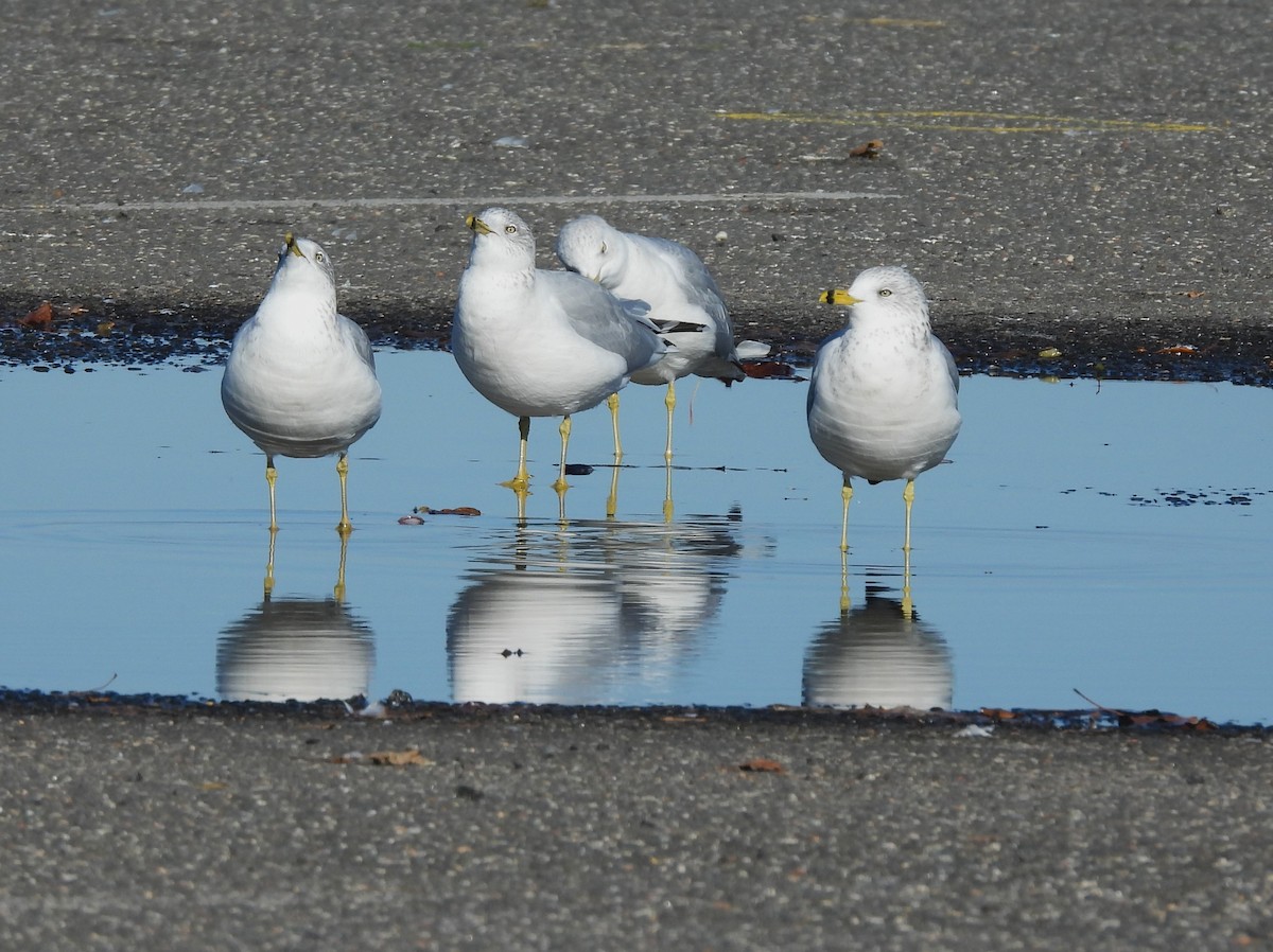 Ring-billed Gull - ML495837801